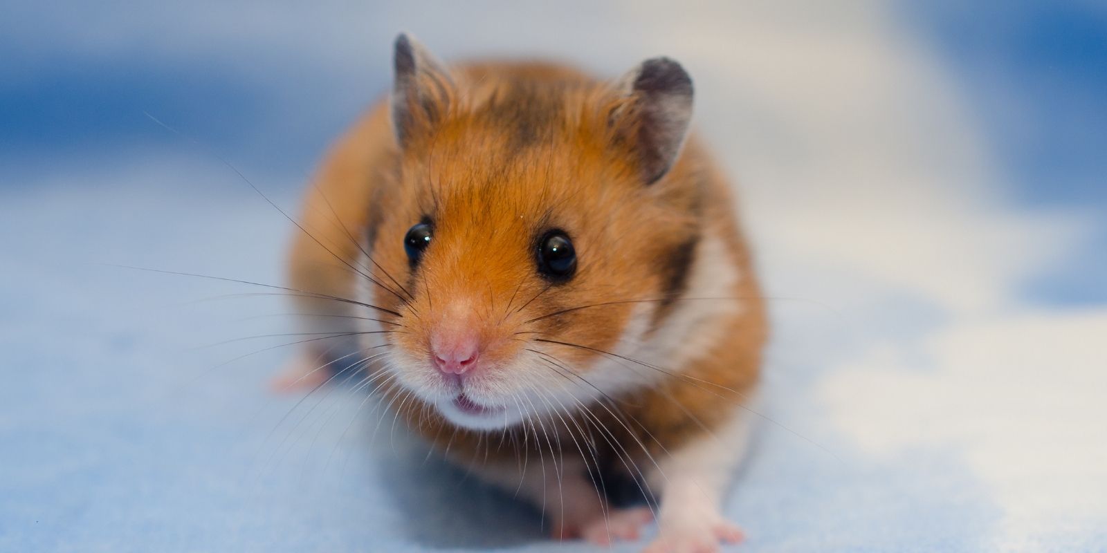 syrische hamster