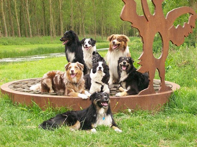 Australische herder
