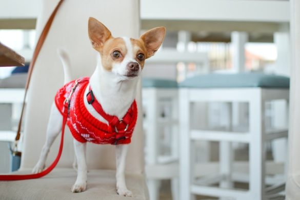 Chihuahua's als huisdier