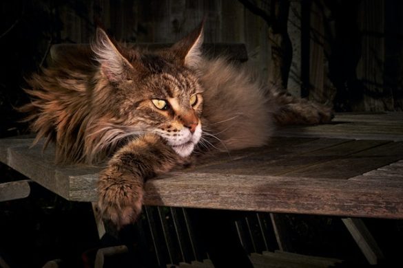 maine coon
