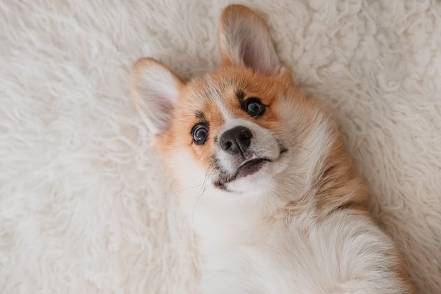 corgi